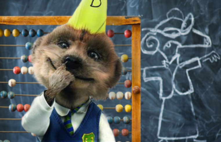 meerkat cropped